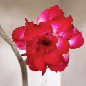 Planta Dobrada 3549 – 35cm – 03 anos