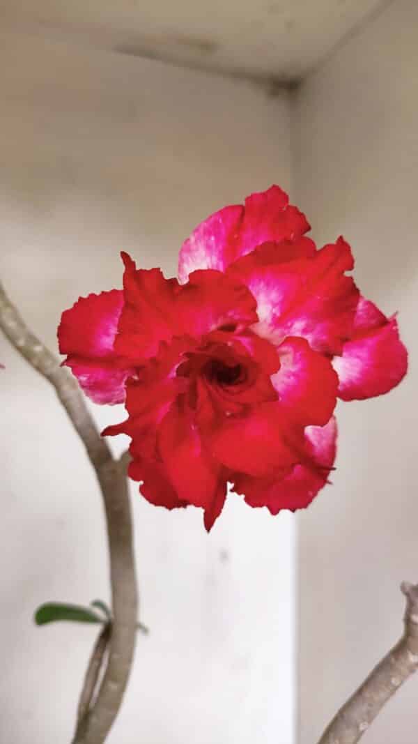 Planta Dobrada 3549 – 35cm – 03 anos - Imagem 1