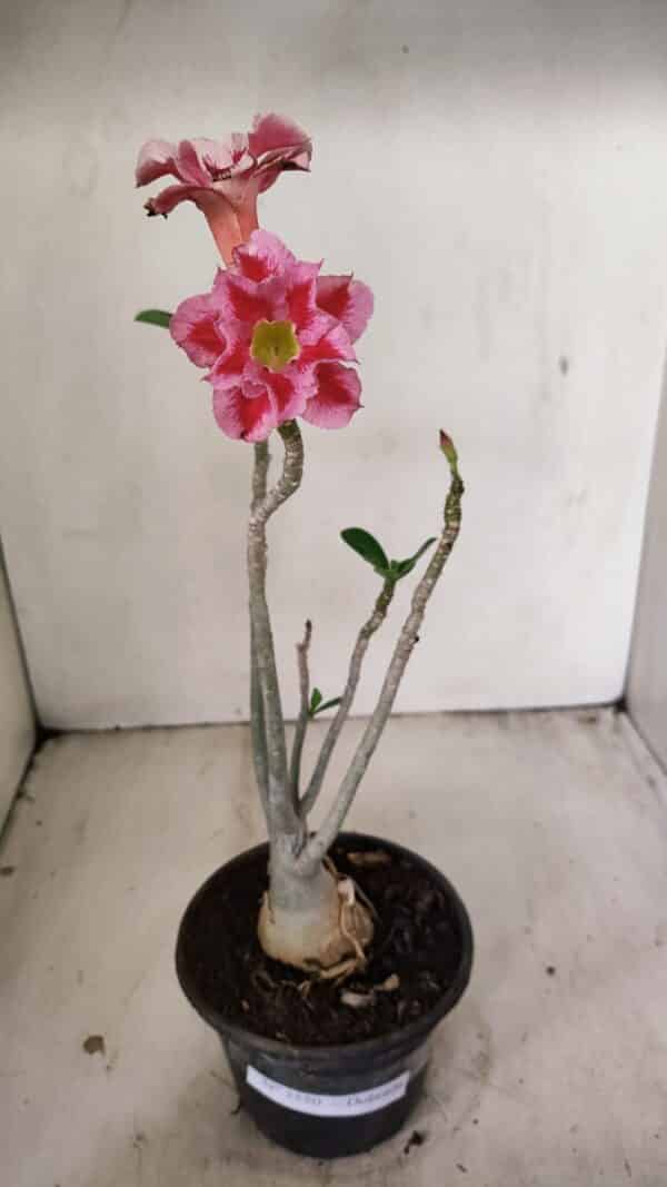 Planta Dobrada 3550 – 35cm – 03 anos - Imagem 2