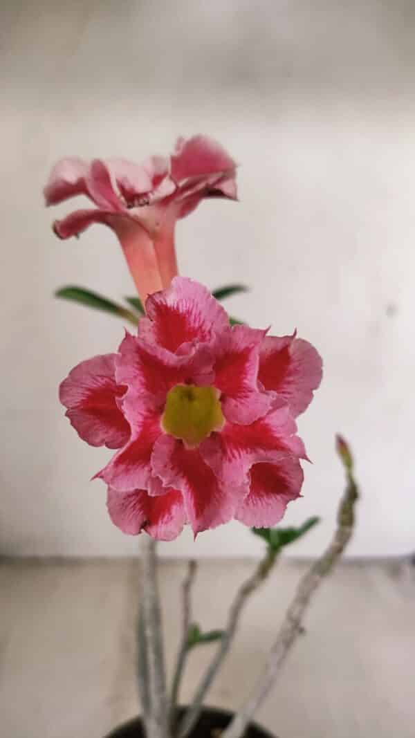 Planta Dobrada 3550 – 35cm – 03 anos - Imagem 1
