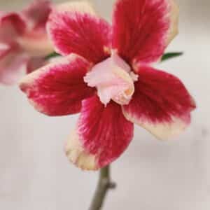 Planta Dobrada 3551 – 30cm – 02 anos
