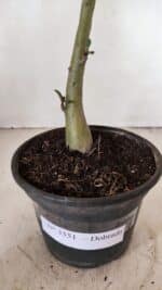 Planta Dobrada 3551 – 30cm – 02 anos - Imagem 7