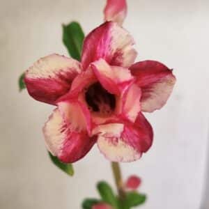 Planta Dobrada 3552 – 30cm – 02 anos