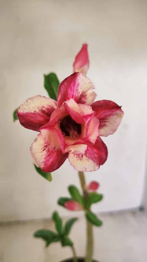 Planta Dobrada 3552 – 30cm – 02 anos - Imagem 1