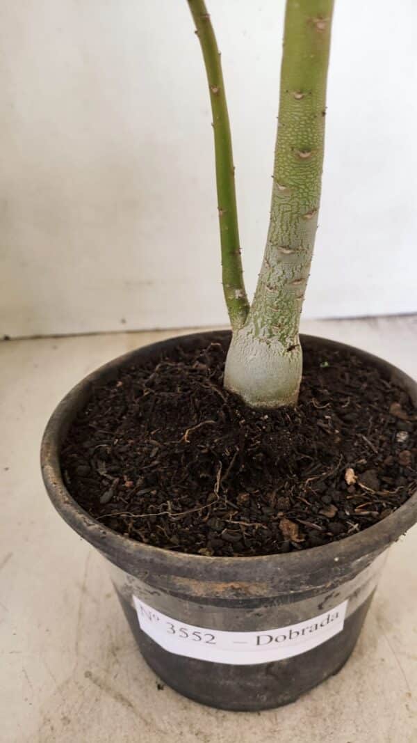 Planta Dobrada 3552 – 30cm – 02 anos - Imagem 7