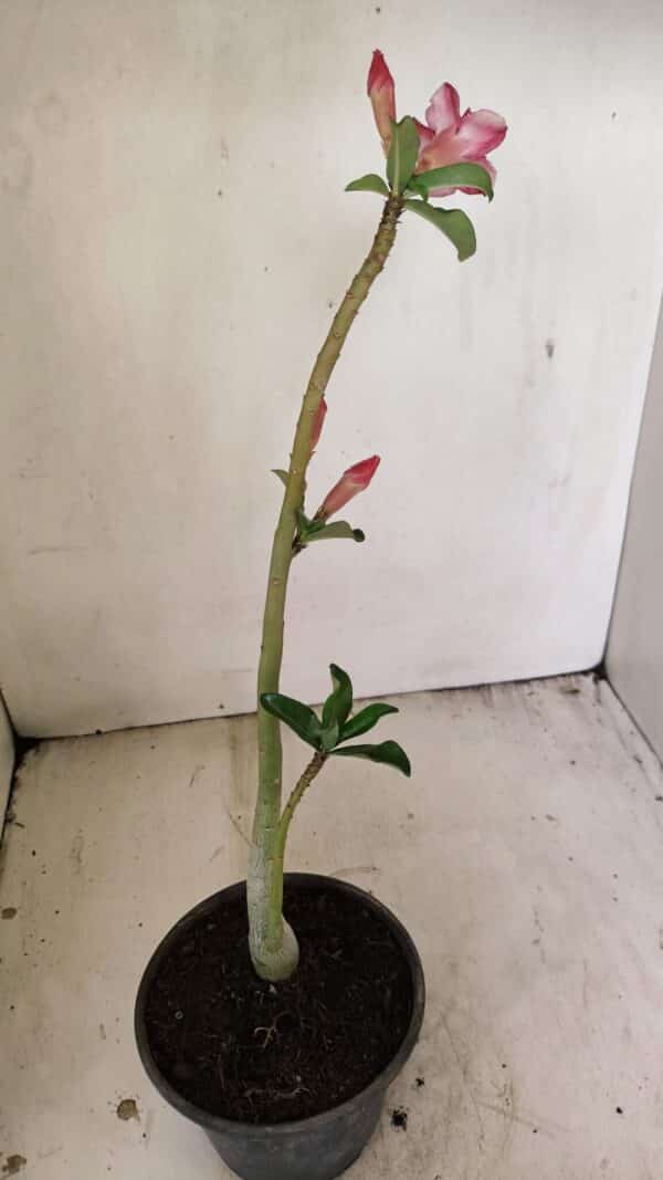 Planta Dobrada 3552 – 30cm – 02 anos - Imagem 5
