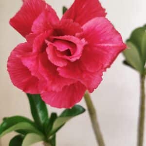 Planta Dobrada 3553 – 30cm – 02 anos