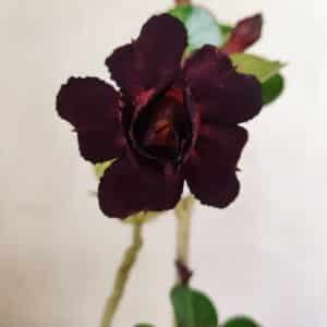 Planta Dobrada 3554 – 30cm – 02 anos