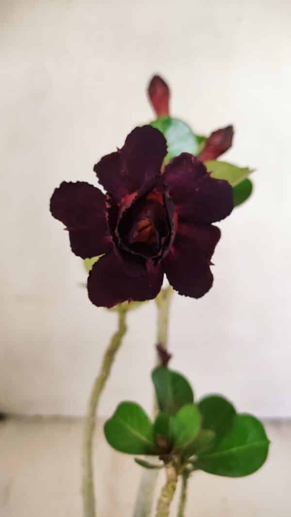 Planta Dobrada 3554 – 30cm – 02 anos - Imagem 1