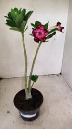 Planta Dobrada 3555 – 30cm – 02 anos - Imagem 2