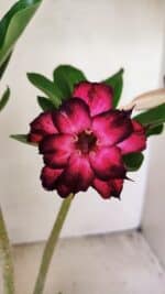 Planta Dobrada 3555 – 30cm – 02 anos - Imagem 3