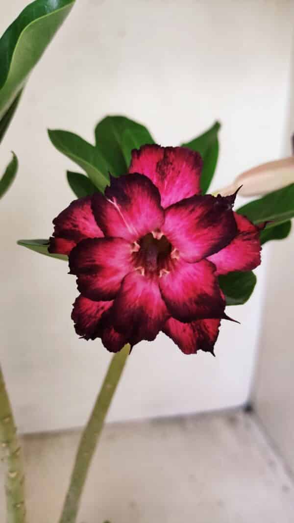 Planta Dobrada 3555 – 30cm – 02 anos - Imagem 3