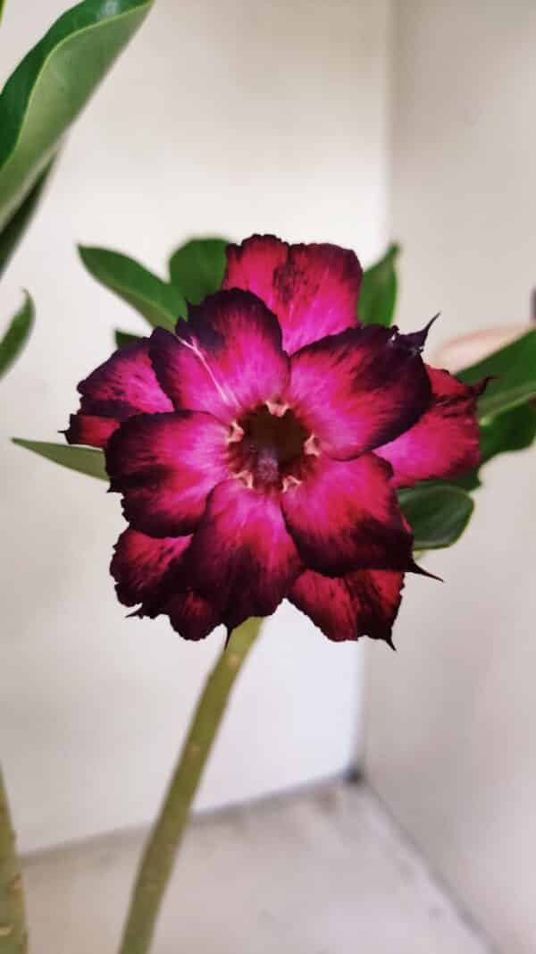 Planta Dobrada 3555 – 30cm – 02 anos - Imagem 1