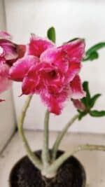 Planta Dobrada 3556 – 30cm – 02 anos