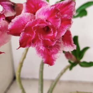 Planta Dobrada 3556 – 30cm – 02 anos