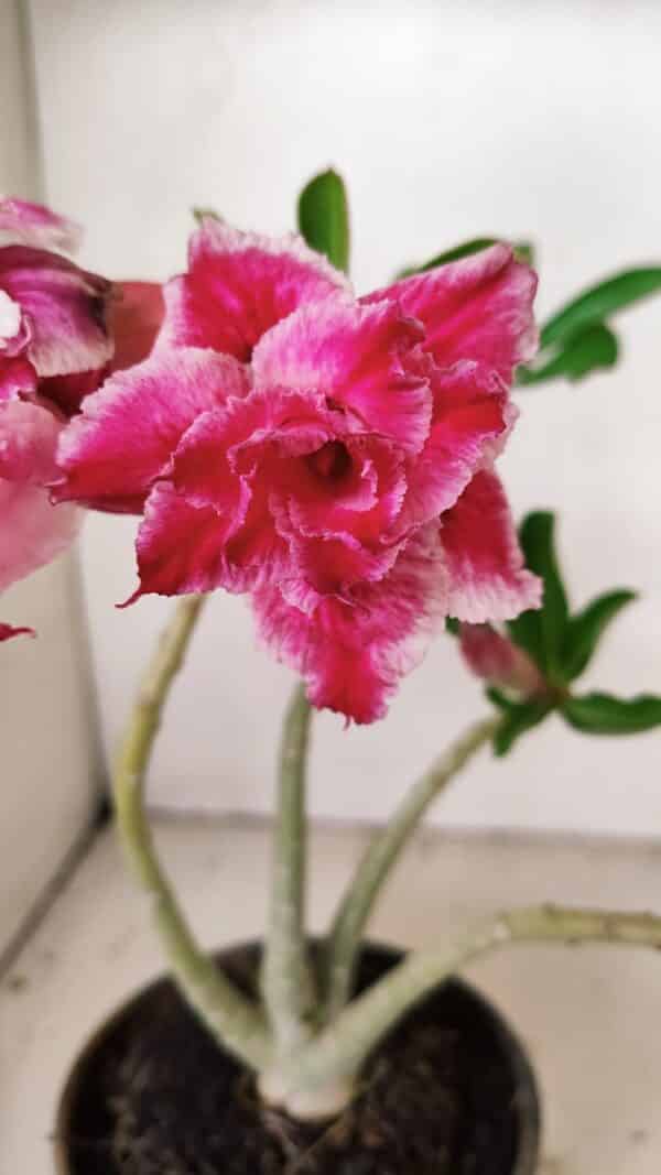 Planta Dobrada 3556 – 30cm – 02 anos - Imagem 1