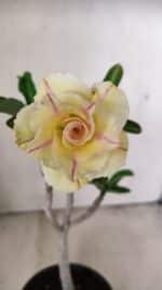 Planta Dobrada 3557 – 35cm – 03 anos