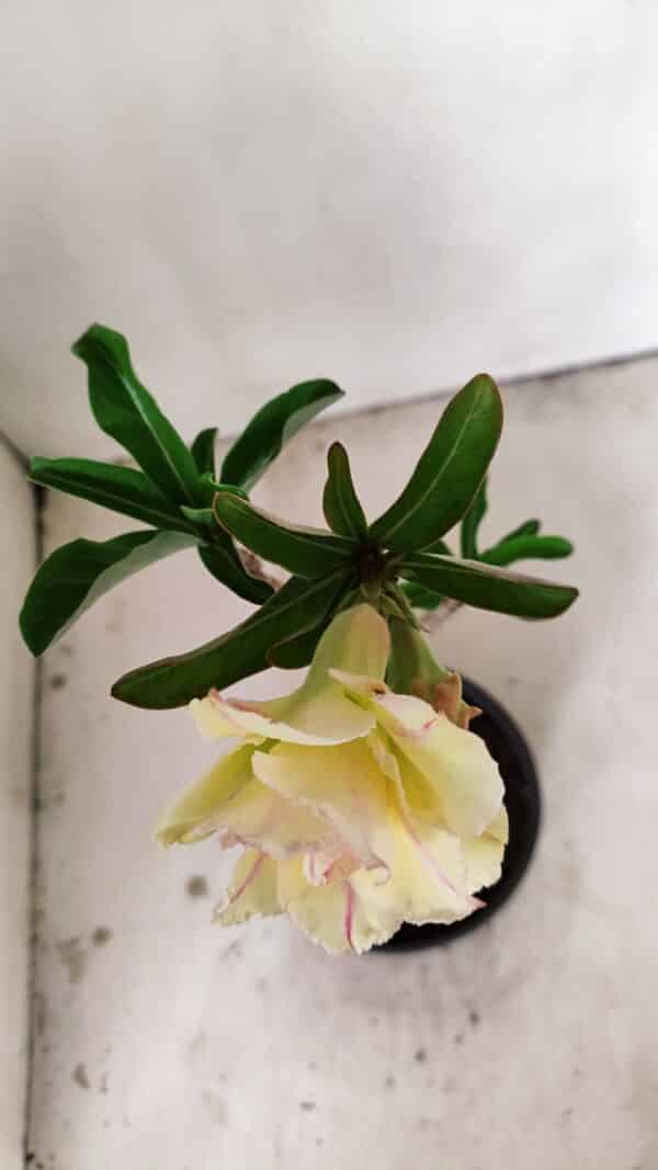 Planta Dobrada 3557 – 35cm – 03 anos - Imagem 9