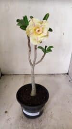 Planta Dobrada 3557 – 35cm – 03 anos - Imagem 6