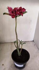 Planta Dobrada 3558 – 30cm – 02 anos - Imagem 2