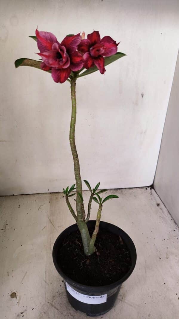 Planta Dobrada 3558 – 30cm – 02 anos - Imagem 2