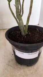 Planta Dobrada 3558 – 30cm – 02 anos - Imagem 7