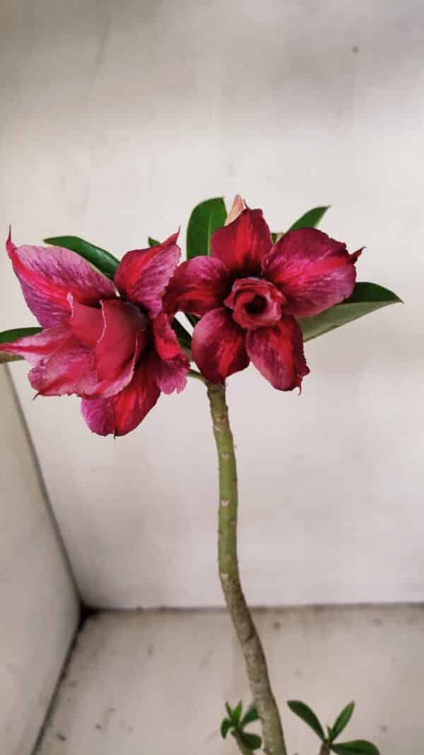 Planta Dobrada 3558 – 30cm – 02 anos - Imagem 1