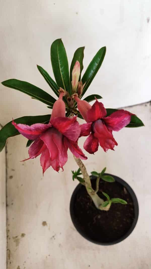 Planta Dobrada 3558 – 30cm – 02 anos - Imagem 4