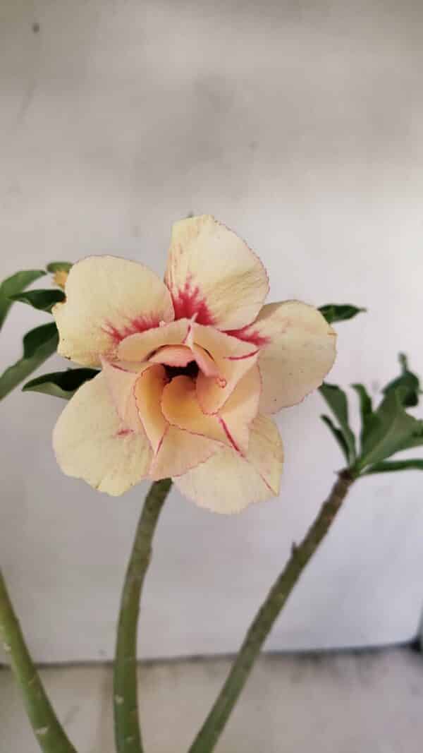 Planta Dobrada 3559 – 35cm – 03 anos - Imagem 1