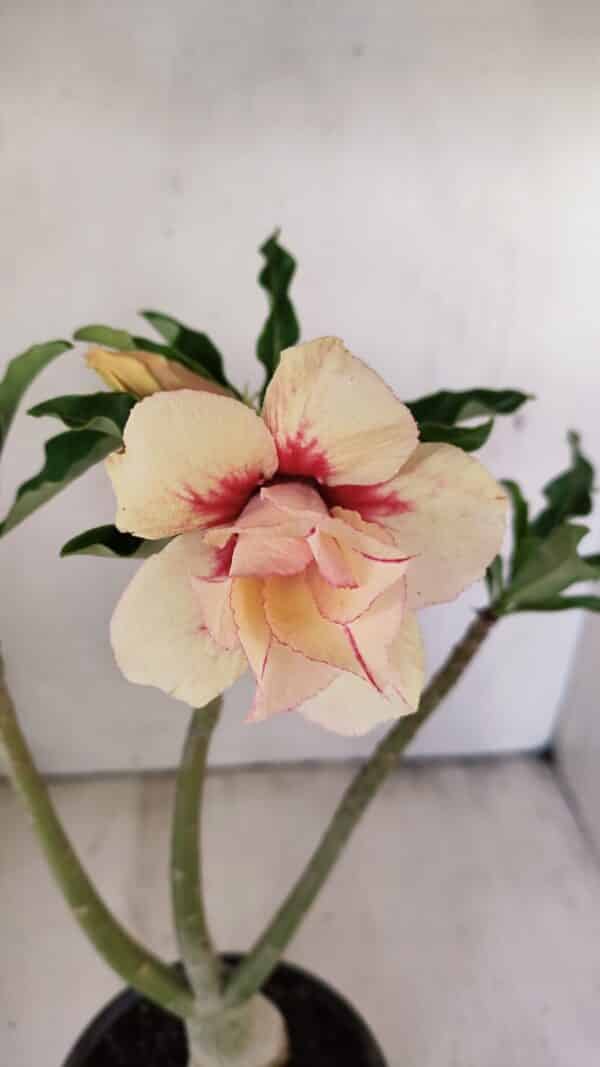 Planta Dobrada 3559 – 35cm – 03 anos - Imagem 4