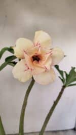 Planta Dobrada 3559 – 35cm – 03 anos - Imagem 3