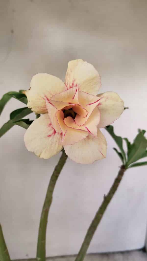 Planta Dobrada 3559 – 35cm – 03 anos - Imagem 3