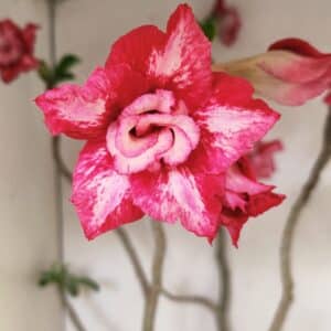 Planta Dobrada 3560 – 65cm – 04 anos