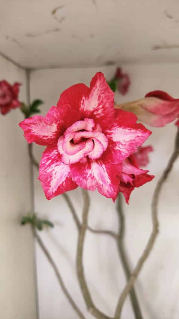 Planta Dobrada 3560 – 65cm – 04 anos - Imagem 1