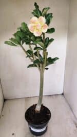Planta Dobrada 3561 – 35cm – 03 anos - Imagem 2