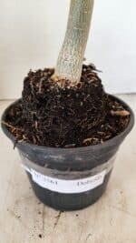 Planta Dobrada 3561 – 35cm – 03 anos - Imagem 10