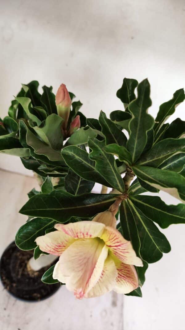 Planta Dobrada 3561 – 35cm – 03 anos - Imagem 9