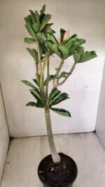 Planta Dobrada 3561 – 35cm – 03 anos - Imagem 6