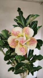 Planta Dobrada 3561 – 35cm – 03 anos