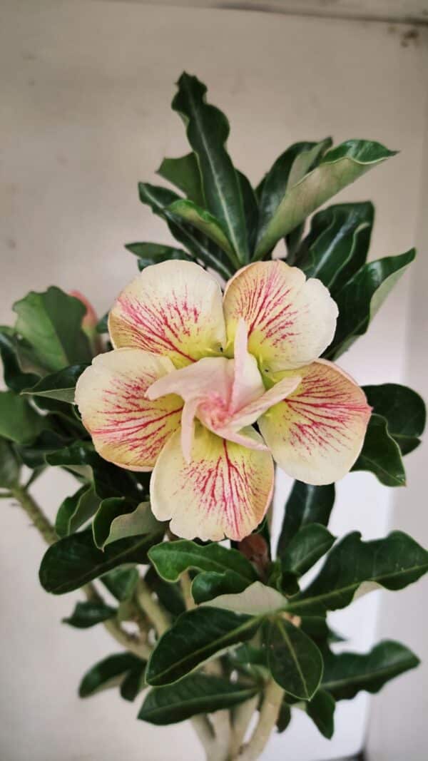 Planta Dobrada 3561 – 35cm – 03 anos - Imagem 1
