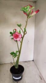 Planta Dobrada 3562 – 35cm – 03 anos - Imagem 2