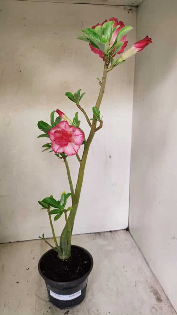 Planta Dobrada 3562 – 35cm – 03 anos - Imagem 2