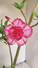 Planta Dobrada 3562 – 35cm – 03 anos