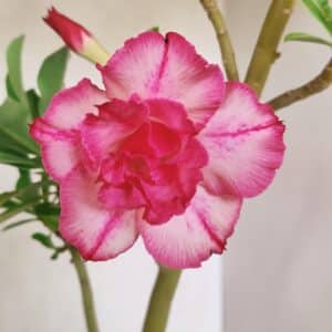 Planta Dobrada 3562 – 35cm – 03 anos