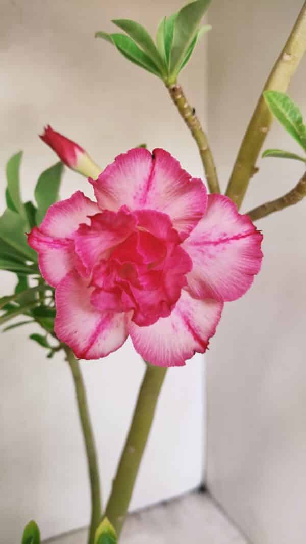 Planta Dobrada 3562 – 35cm – 03 anos - Imagem 1