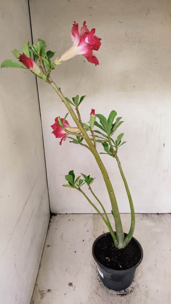 Planta Dobrada 3562 – 35cm – 03 anos - Imagem 5