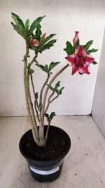 Planta Dobrada 3563 – 35cm – 03 anos - Imagem 2