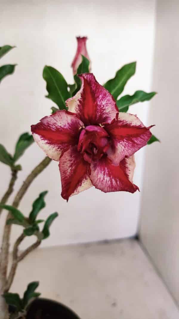 Planta Dobrada 3563 – 35cm – 03 anos - Imagem 1
