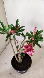 Planta Dobrada 3563 – 35cm – 03 anos - Imagem 4