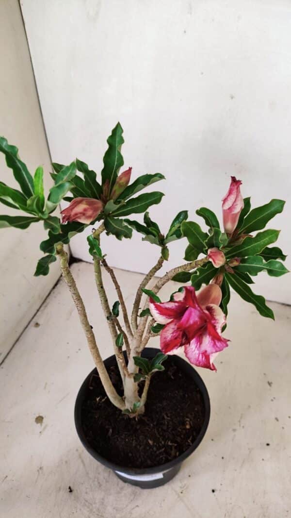 Planta Dobrada 3563 – 35cm – 03 anos - Imagem 4